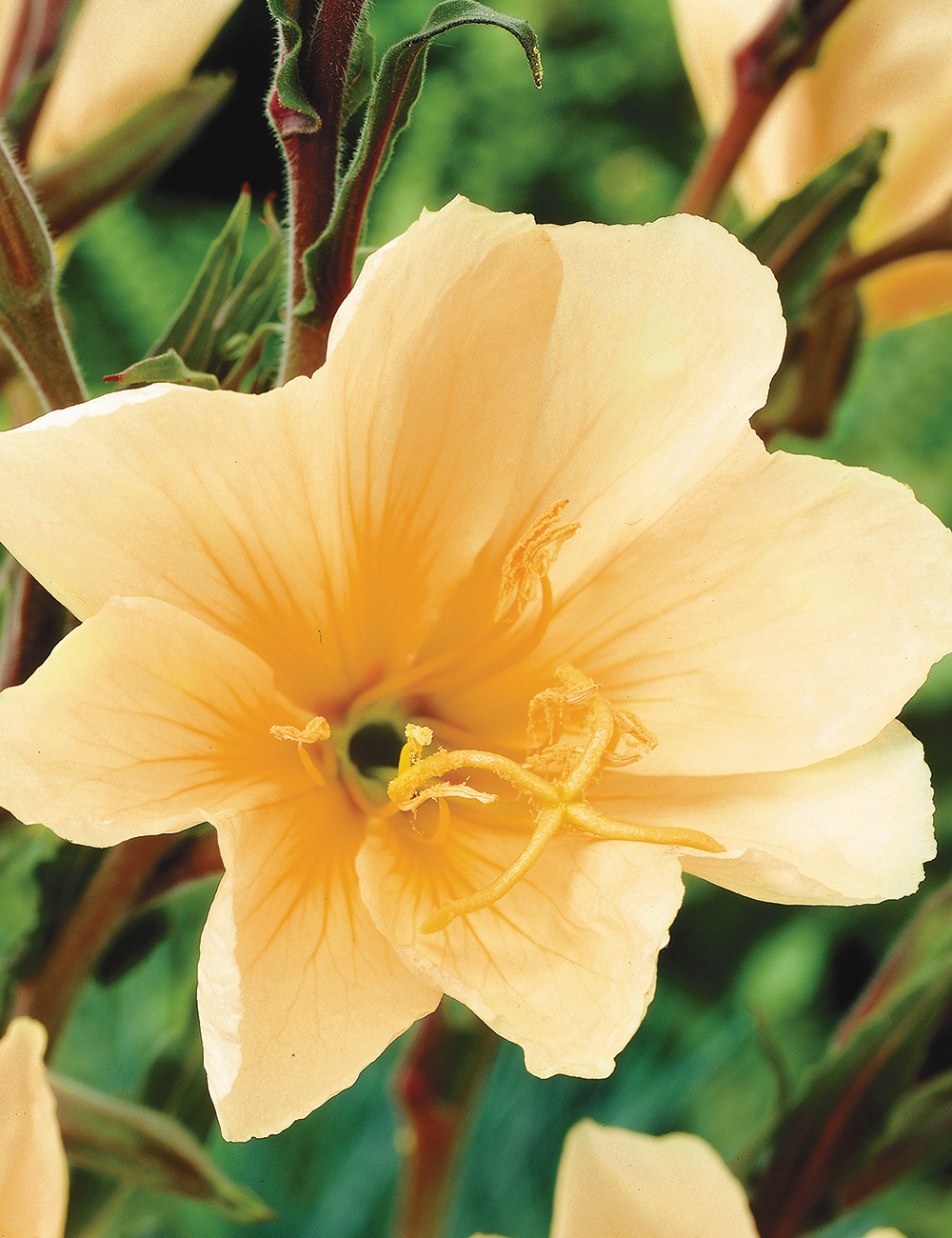 Evening Primrose 'Apricot Delight'