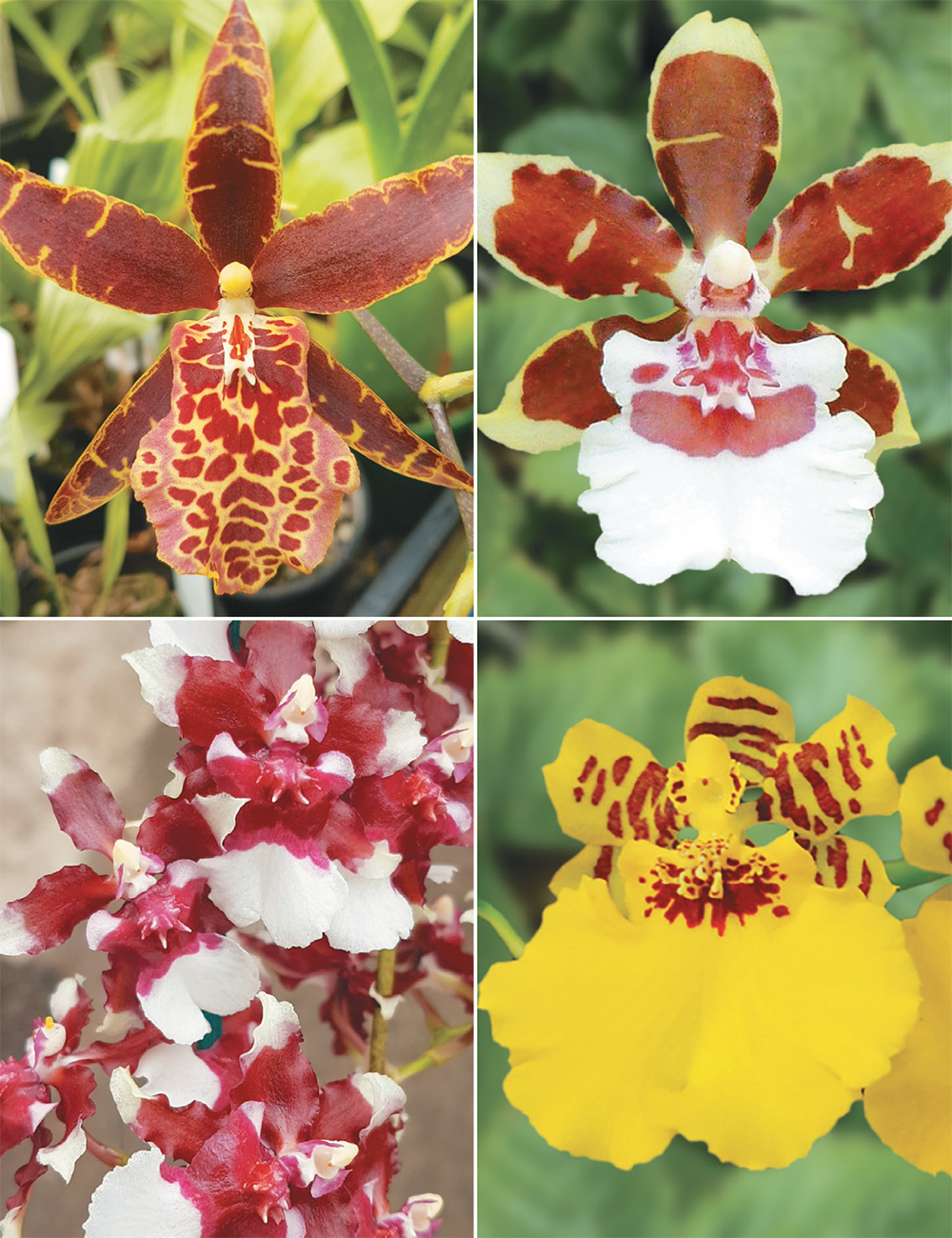 Oncidium Orchids Collection