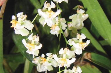 Oncidium Orchid Twinkle 'Fragrance Fantasy'