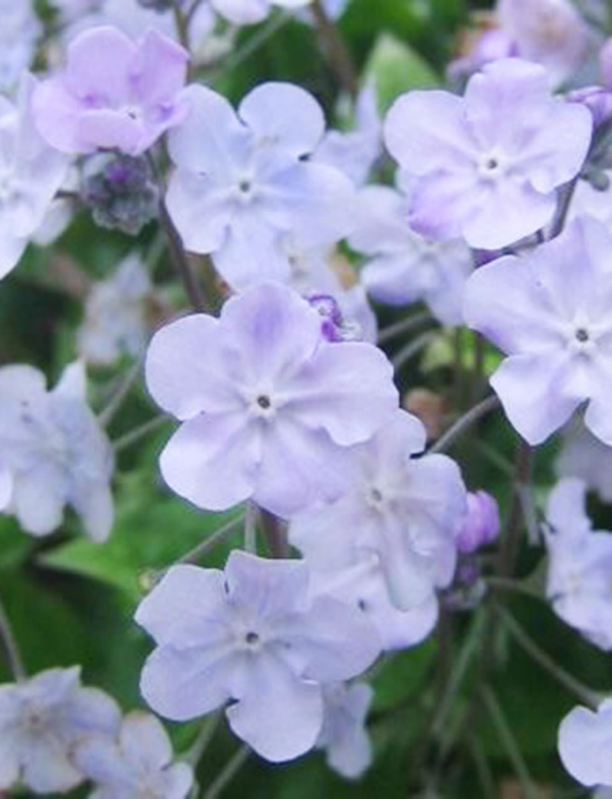 Omphalodes Lilac Mist