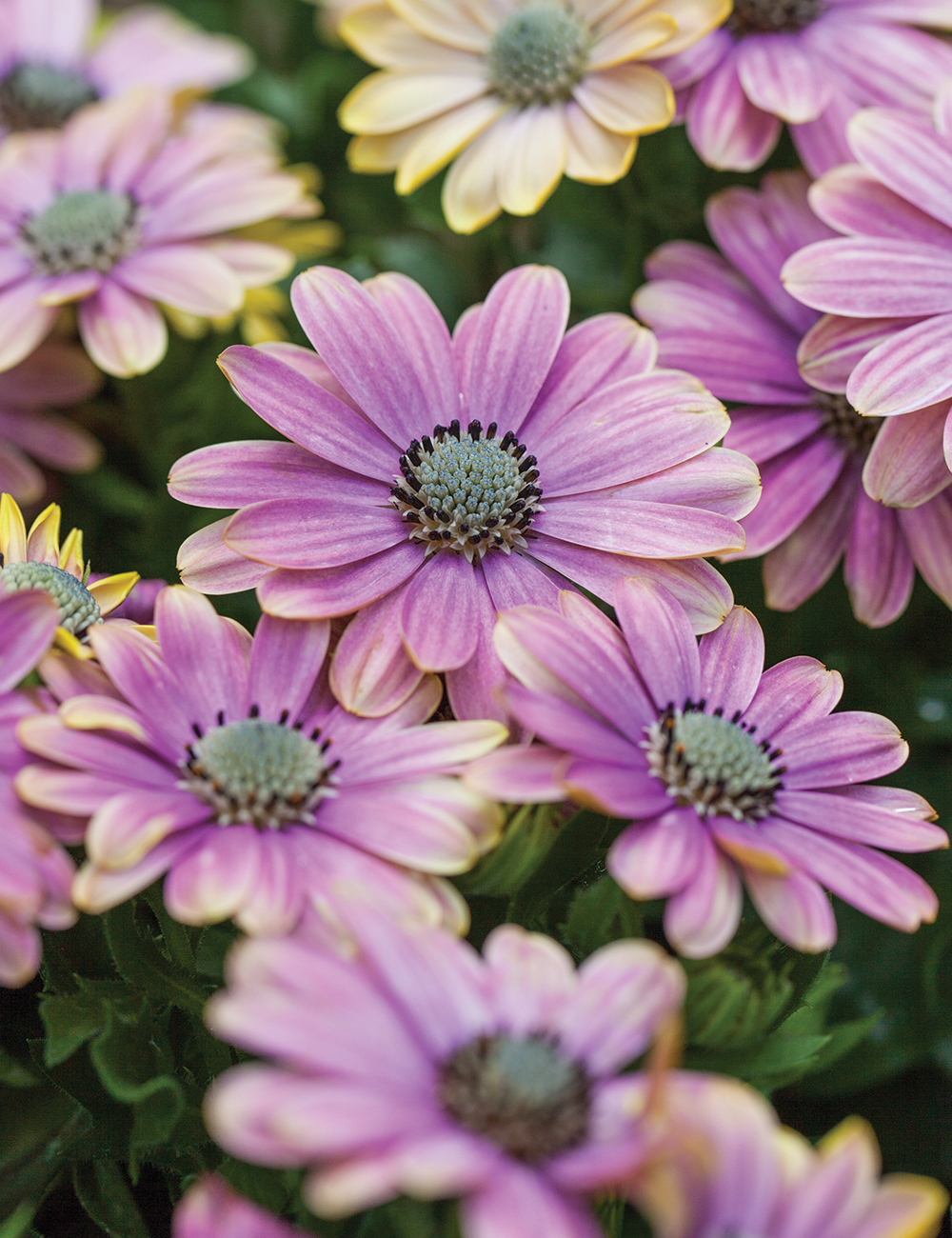 African Daisy Margarita 'Blue Sunrise'