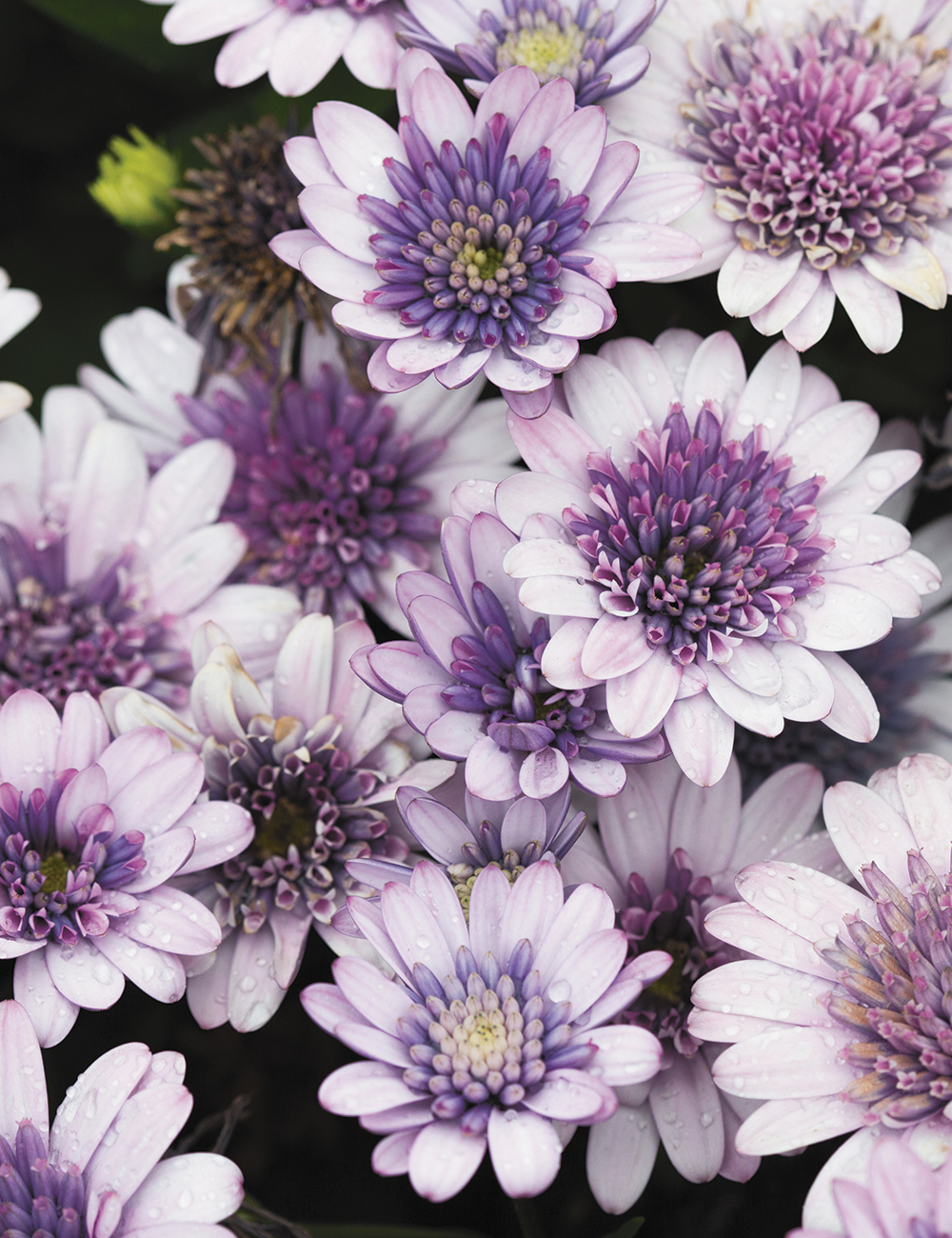 African Daisies 3D Violet Ice