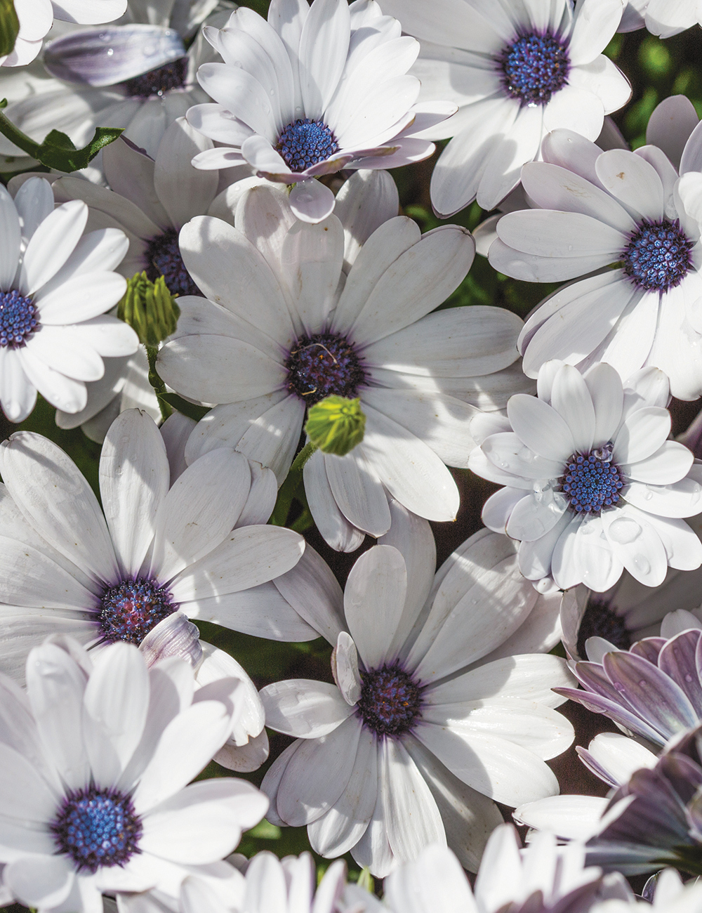 African Daisies Power Packed White