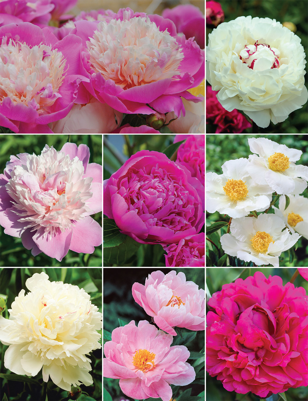 Peony Roses Collection No1