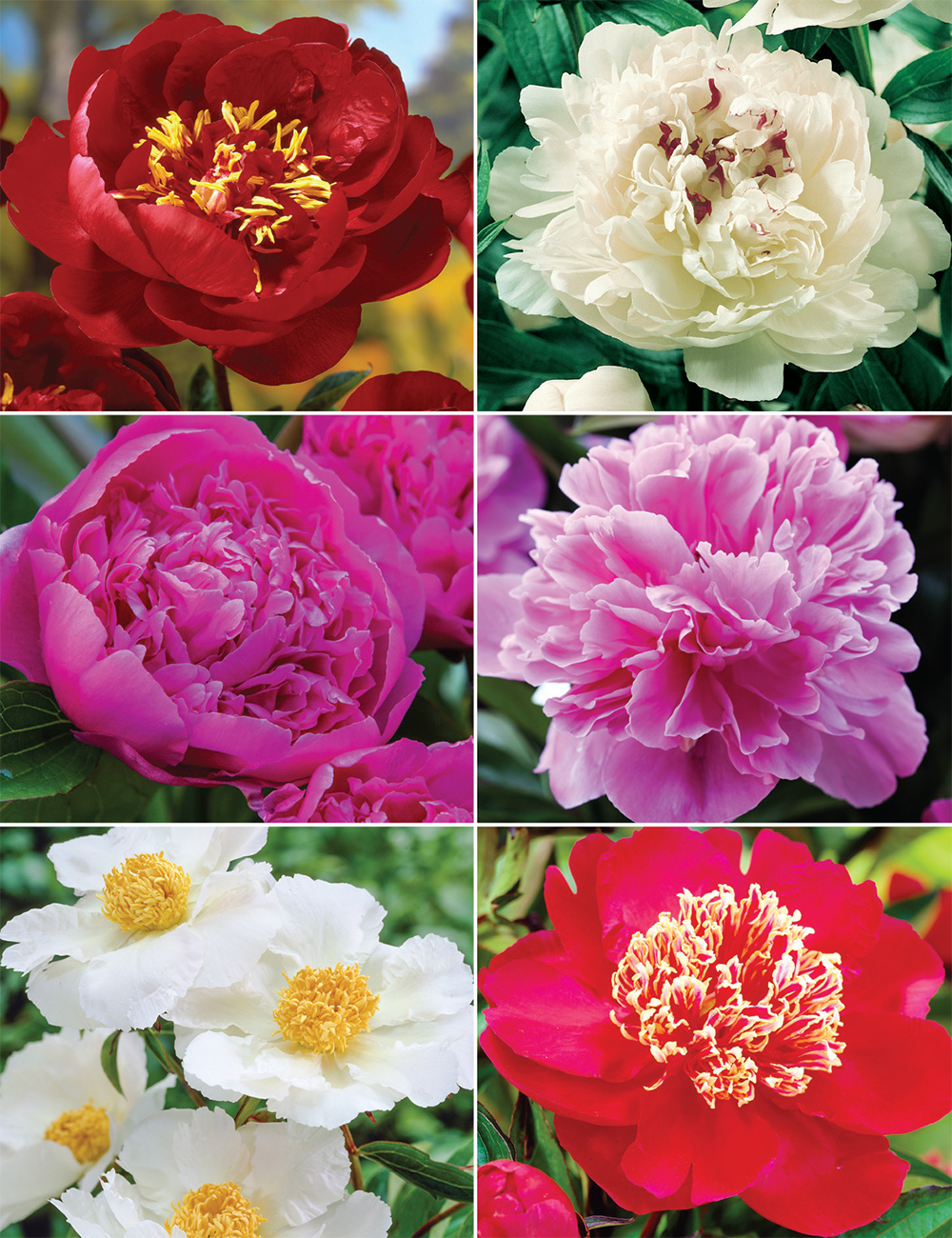 Cottage Peonies (reduced) Collection