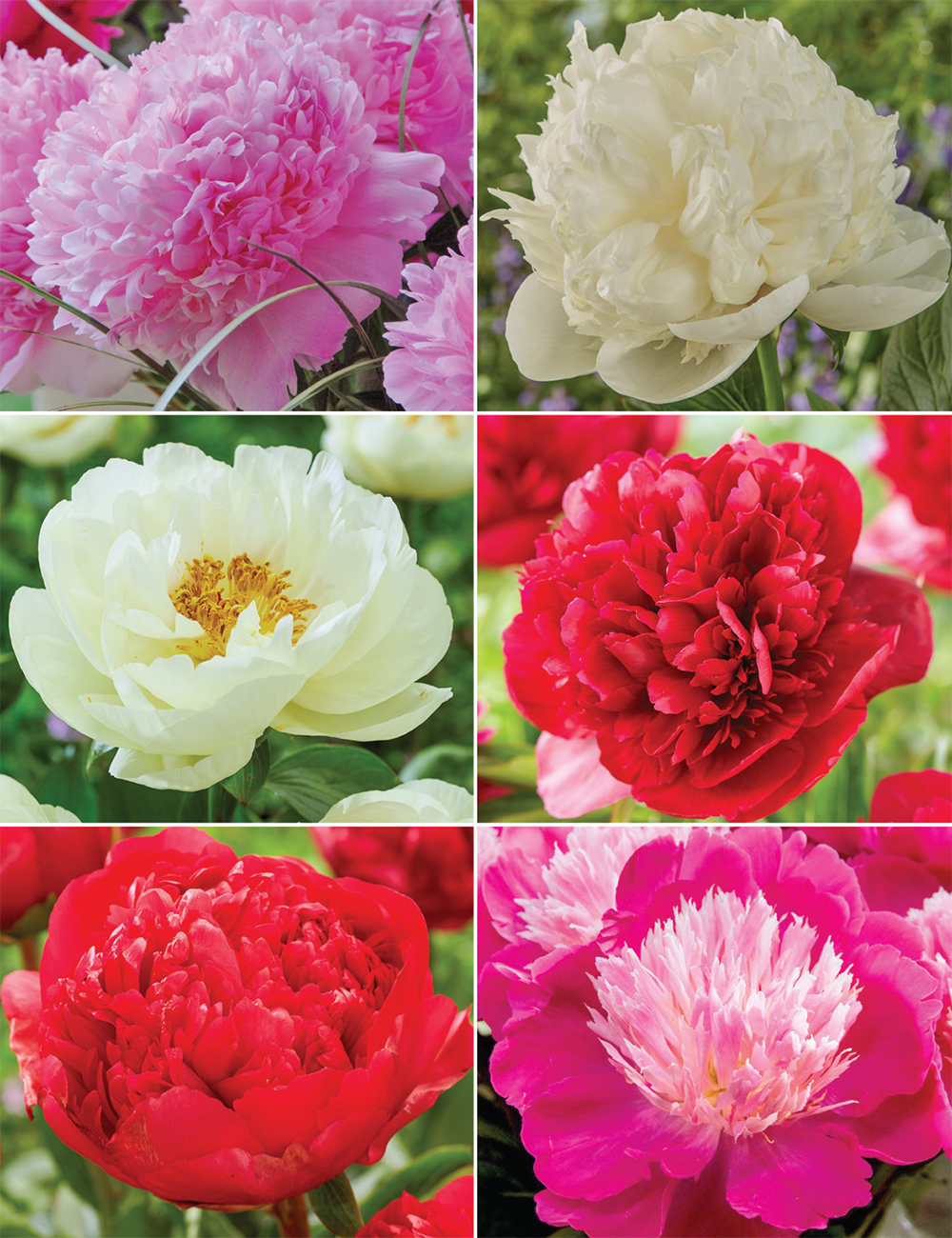 Romance Peonies Collection