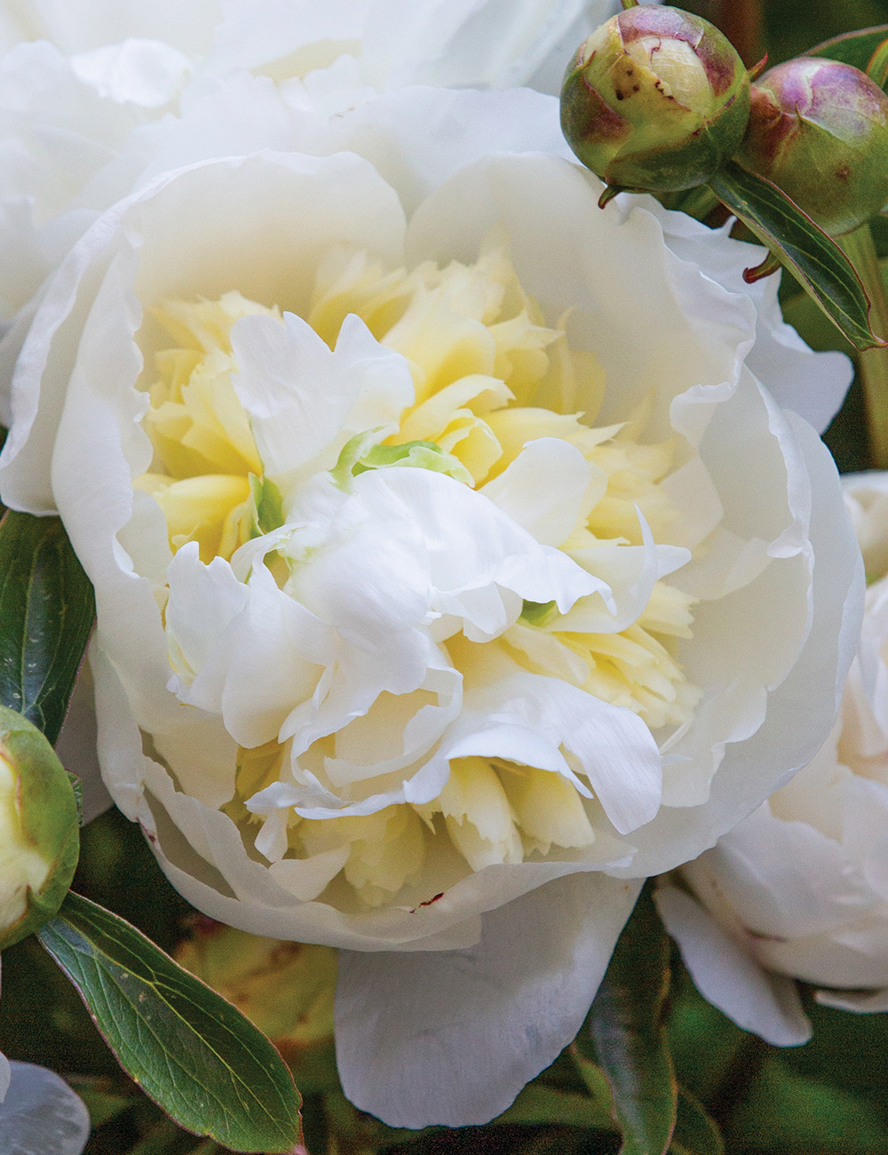 Peony 'Duchesse de Nemours'