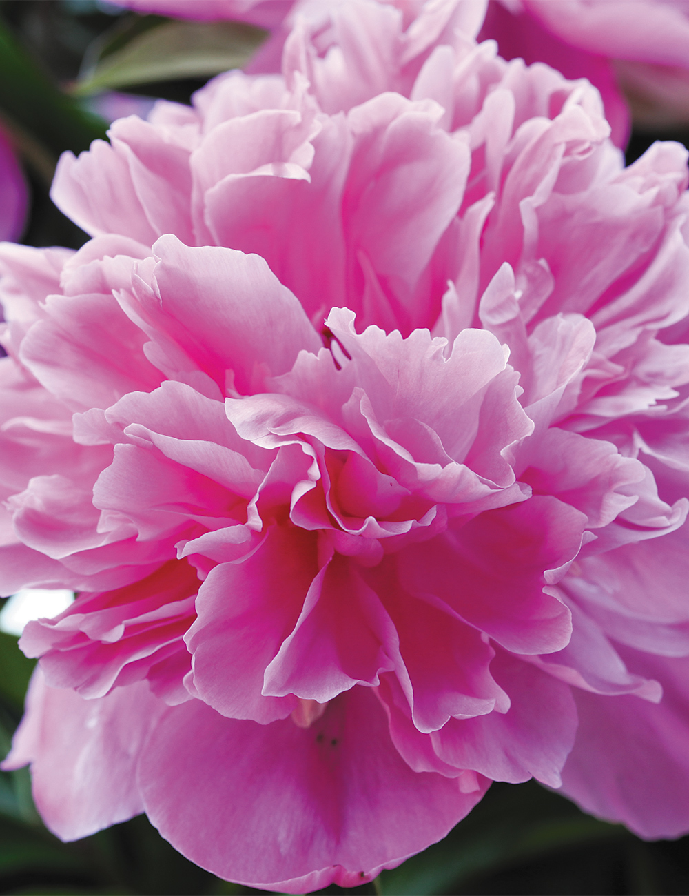 Peony 'Marguerite Gerard'