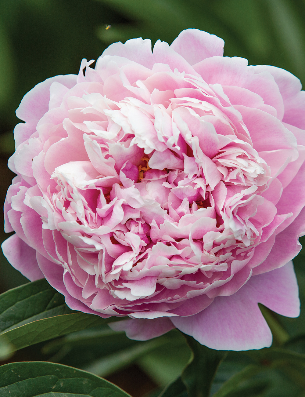 Peony 'Sarah Bernhardt'