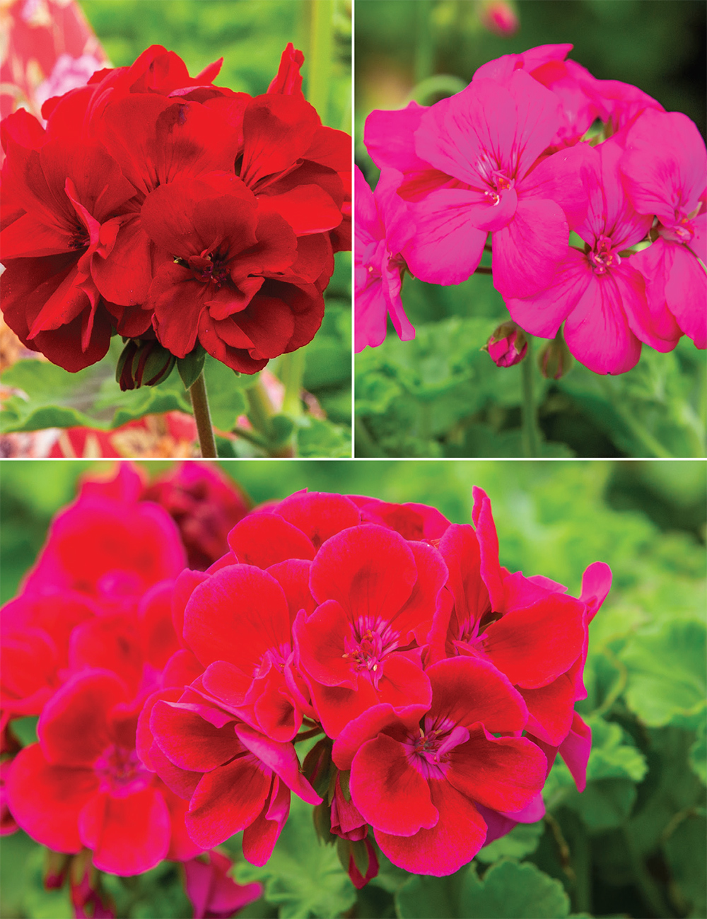 Zonal Geraniums (reduced) Collection