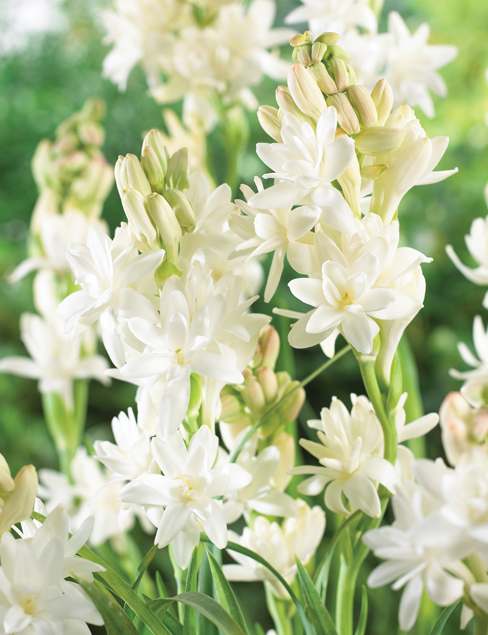 Tuberose