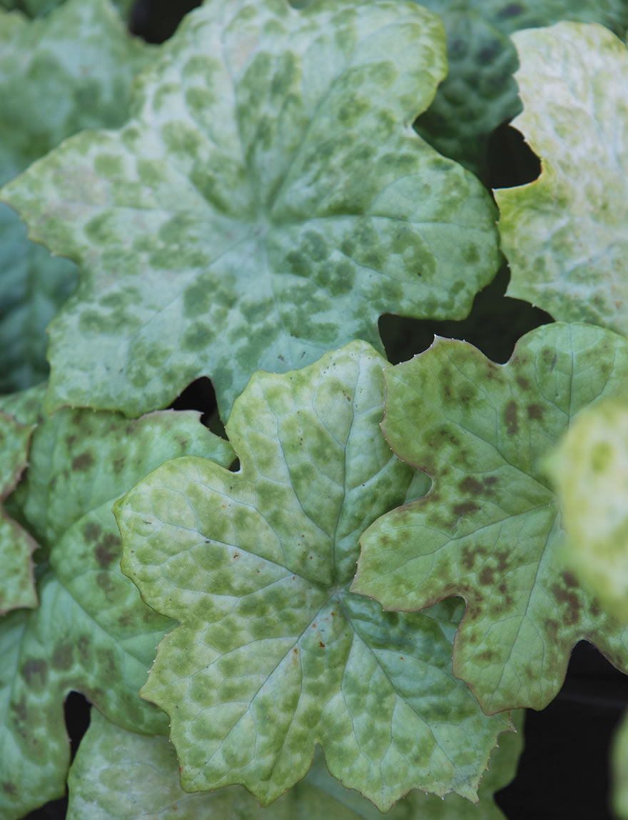 Podophyllum Spotty Dotty