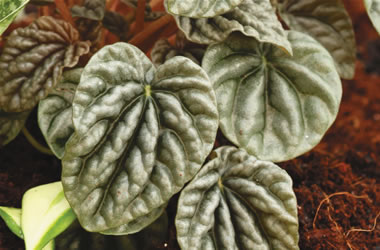 Terrarium Plant - Silver Ripple