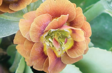 Primula Auricula Marigold