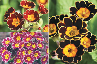 Elatior Primula Collection