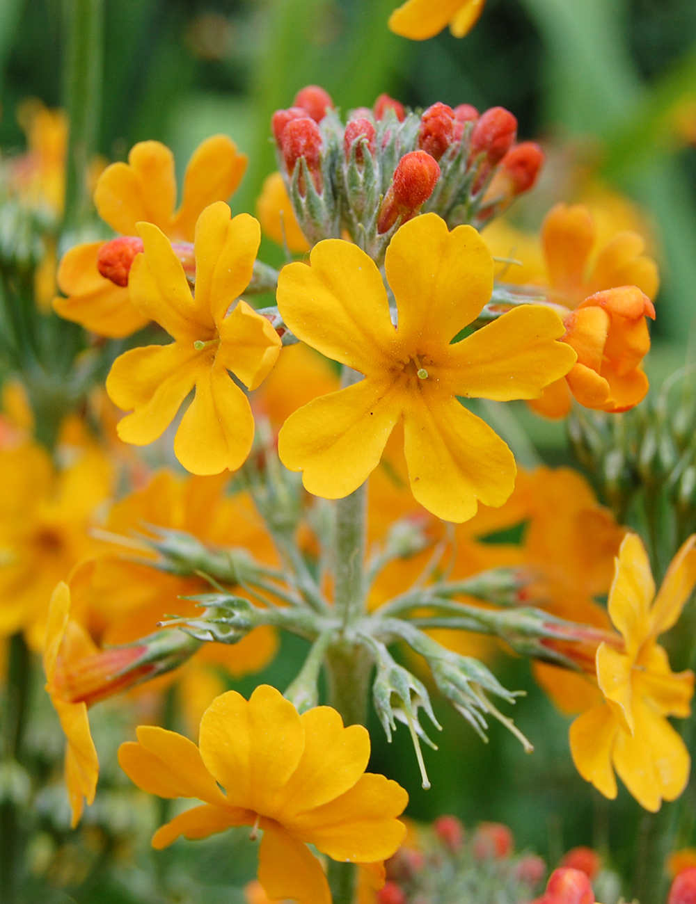 Candelabra Primula