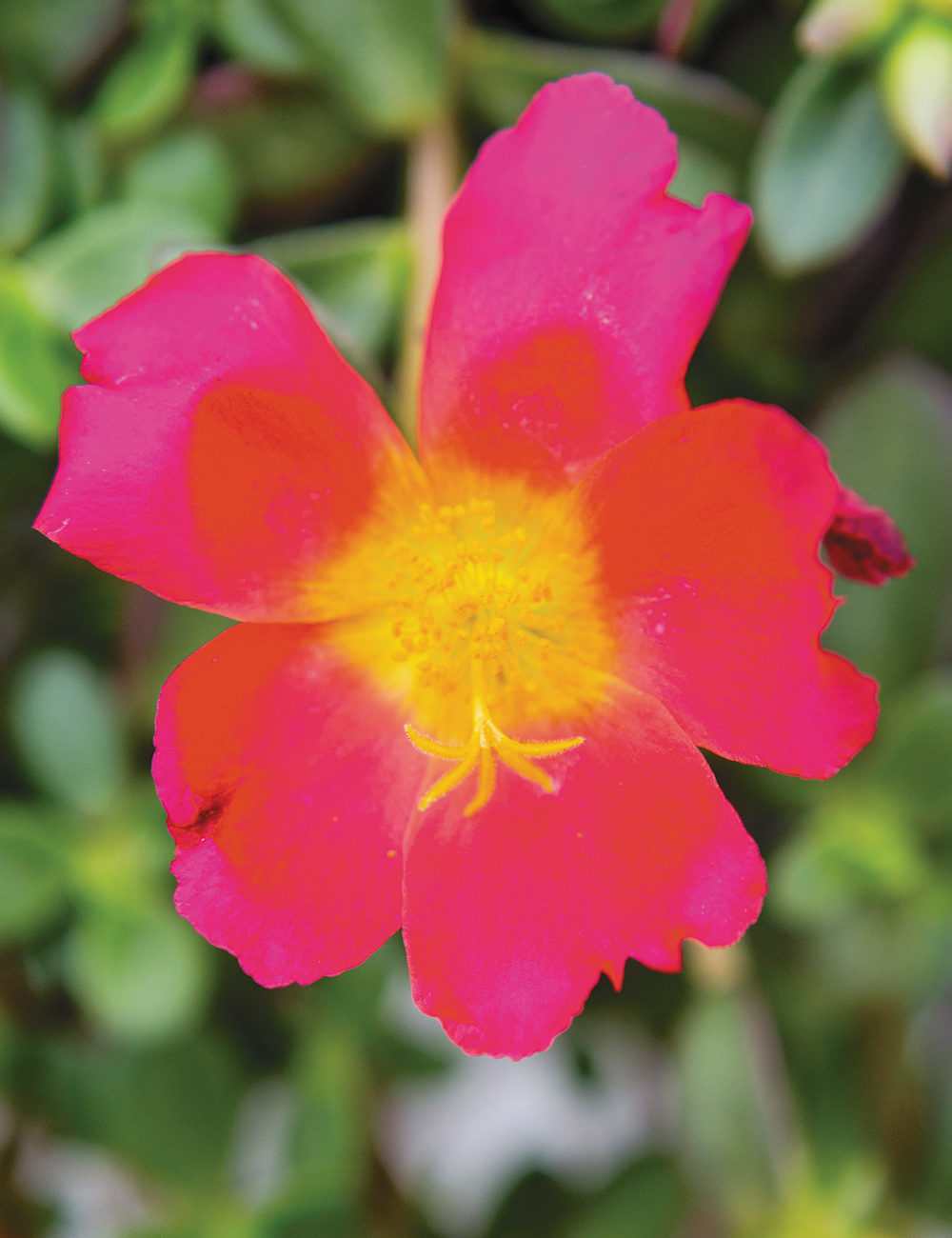 Perennial Purslanes Portogrande Scarlet