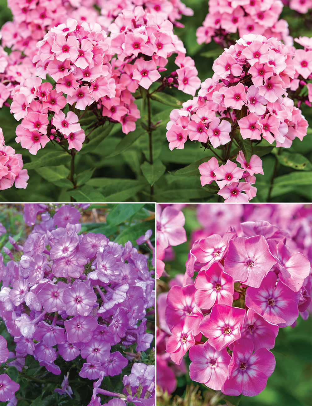Volcano Phlox (reduced) Collection