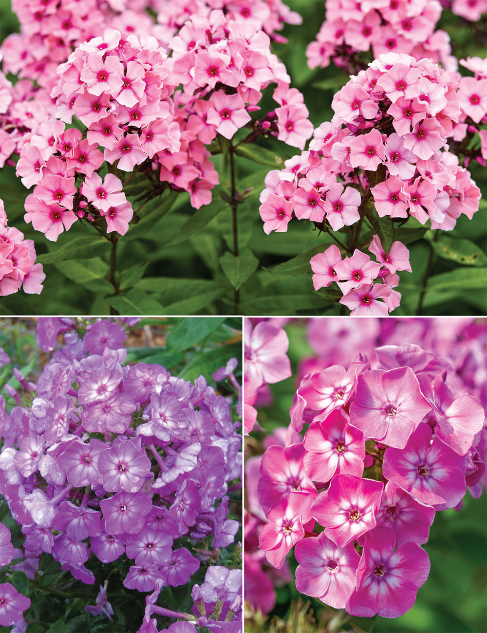 Volcano Phlox Collection