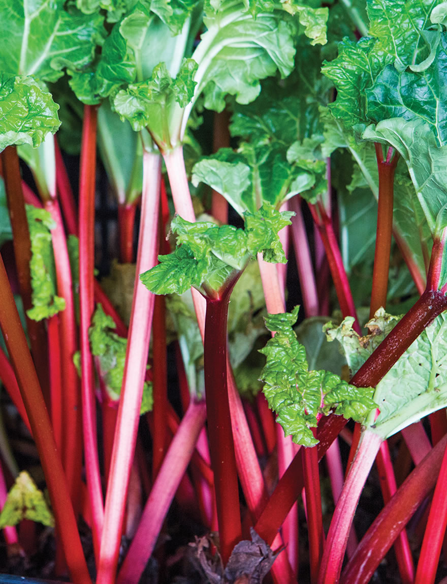 Rhubarb Albert's Red