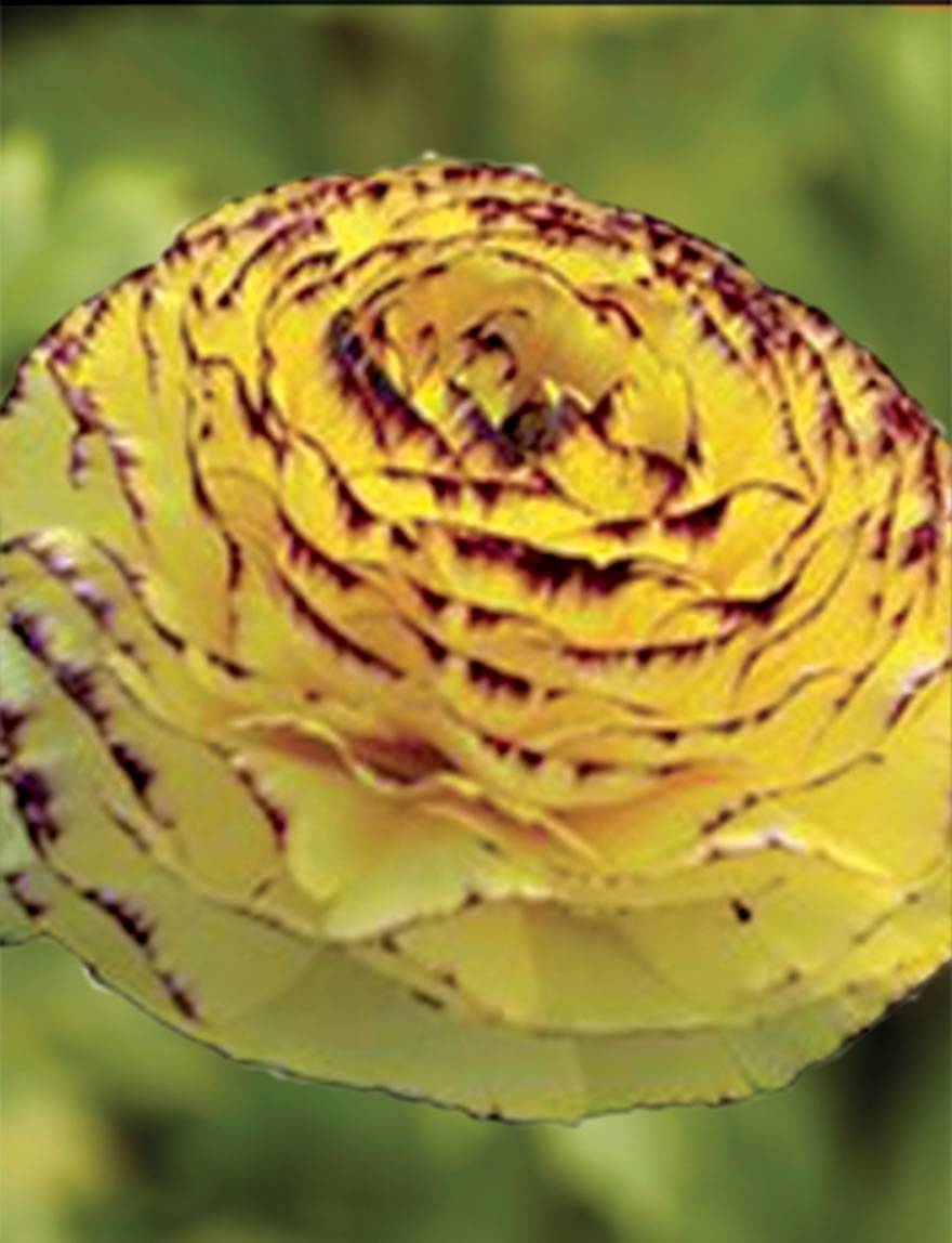 Ranunculus Elegance Striato Giallo
