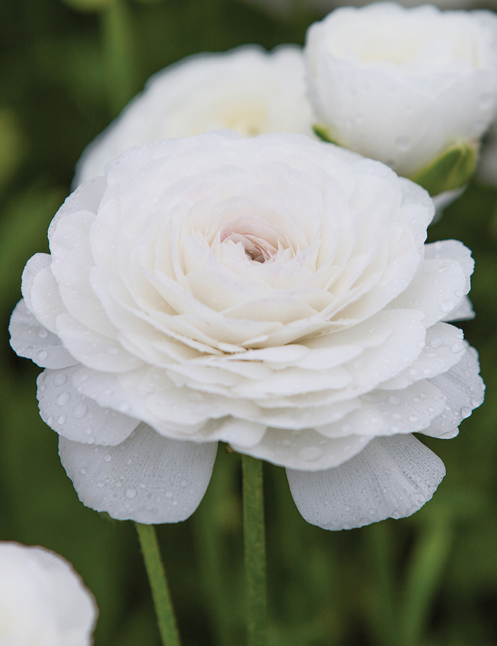 Dwarf Mache Ranunculus 'White'