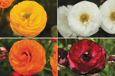 Country Style - Picasso Ranunculus Collection