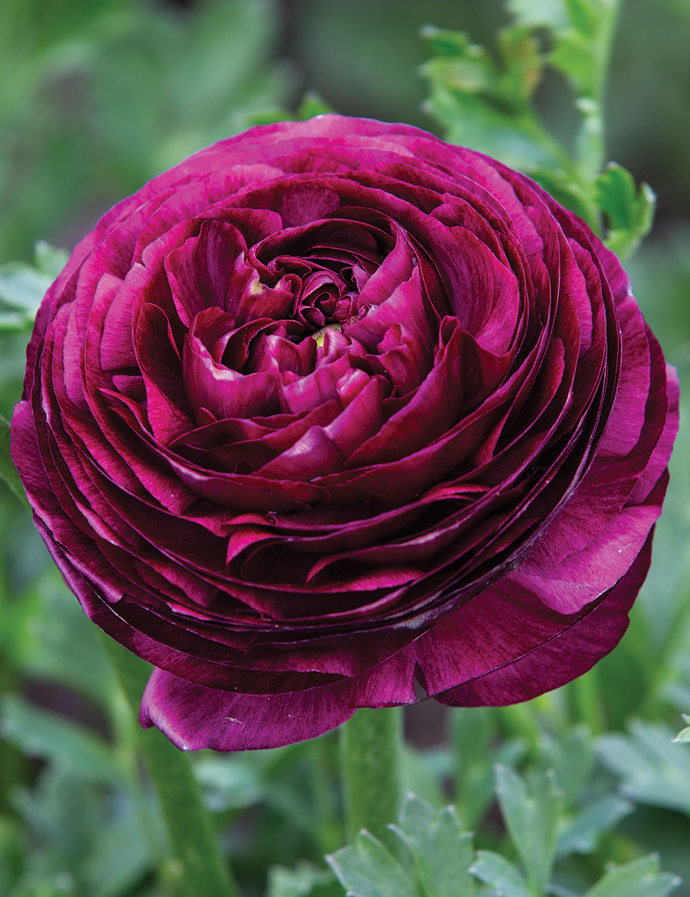 Renaissance Ranunculus 'Viola'