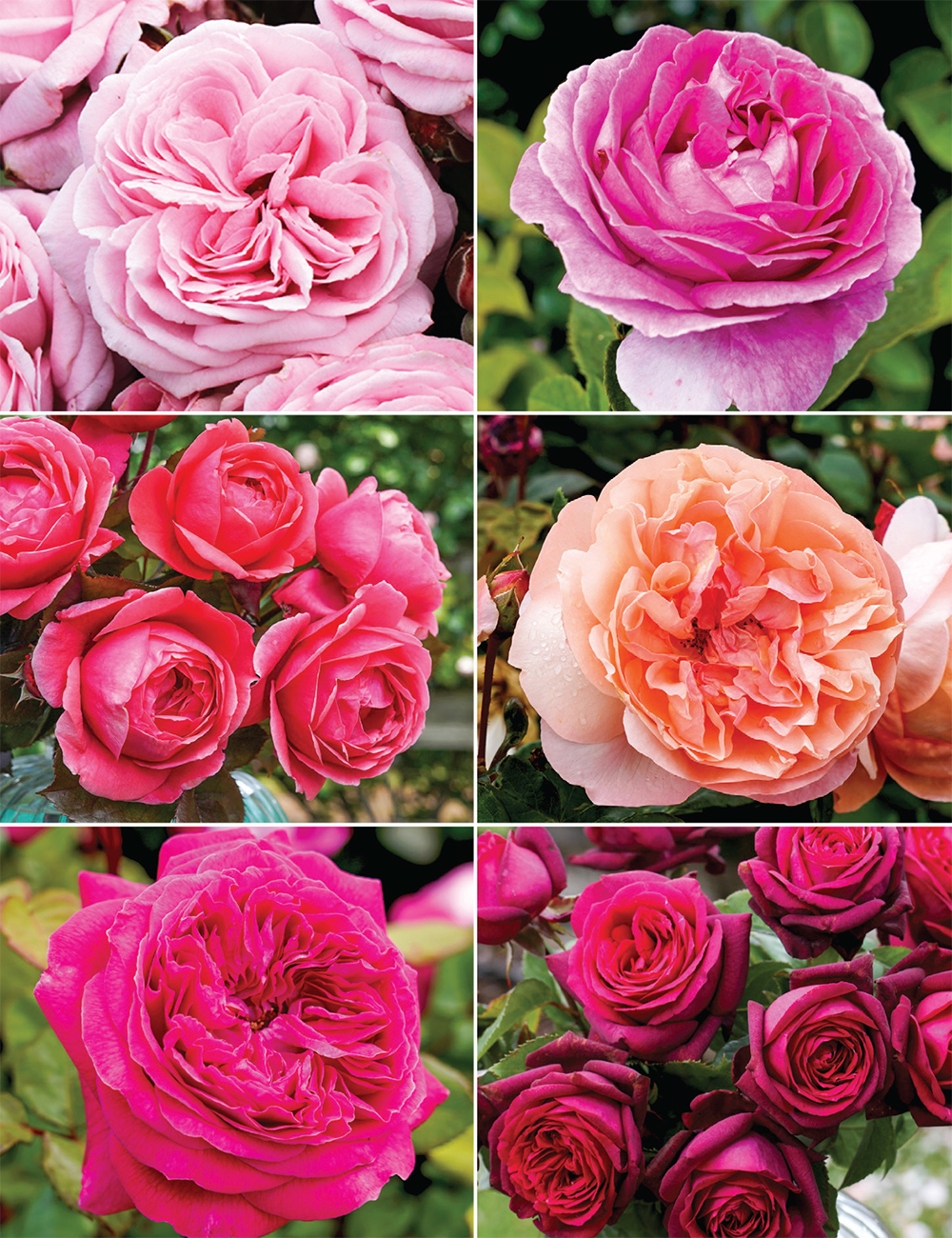 Fragrant Roses Collection No1
