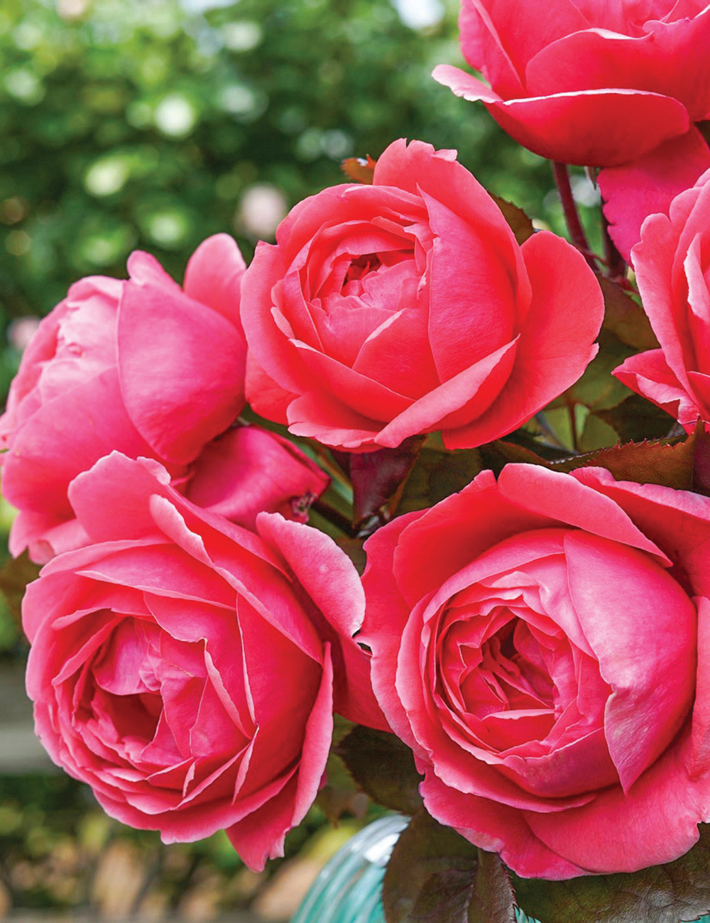 Rose 'Fruity Parfuma'