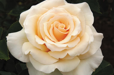 Fragrant Rose Isn't She Lovely