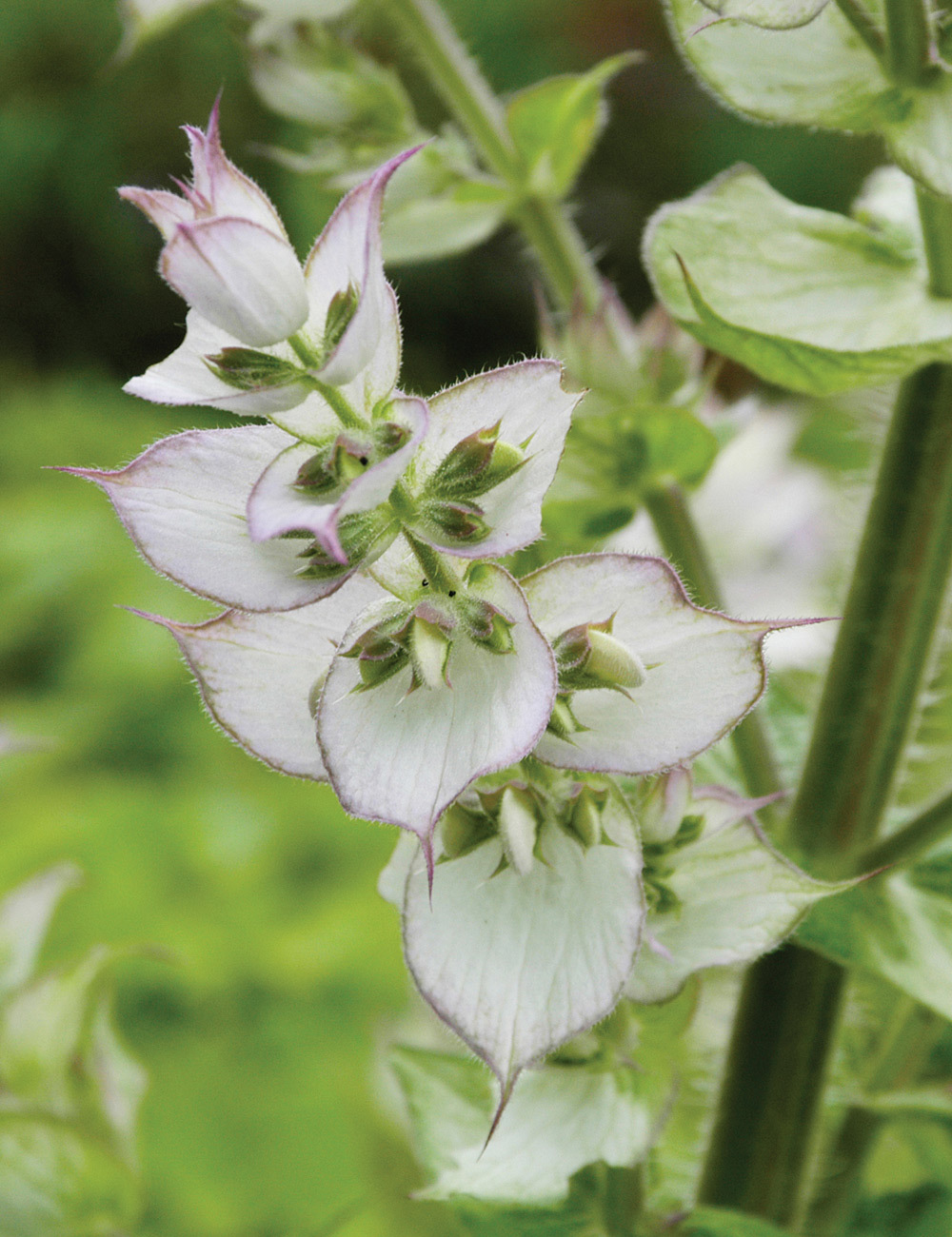 Salvia Vatican White