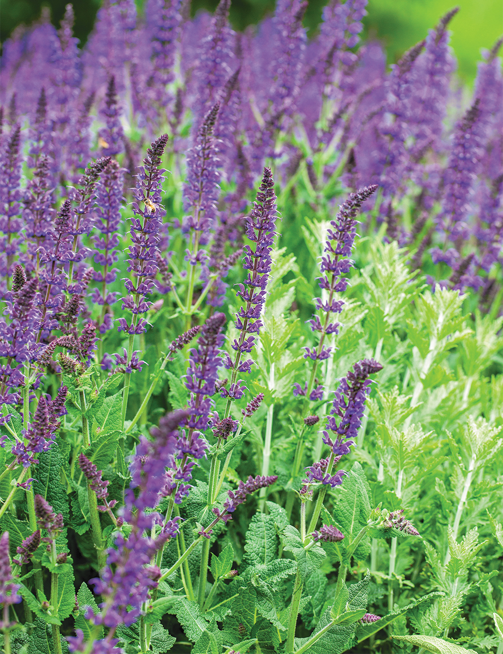 Woodland Sage 'Tanzerin'