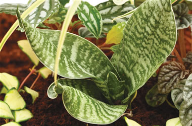 Terrarium Plant - Green Hahnii