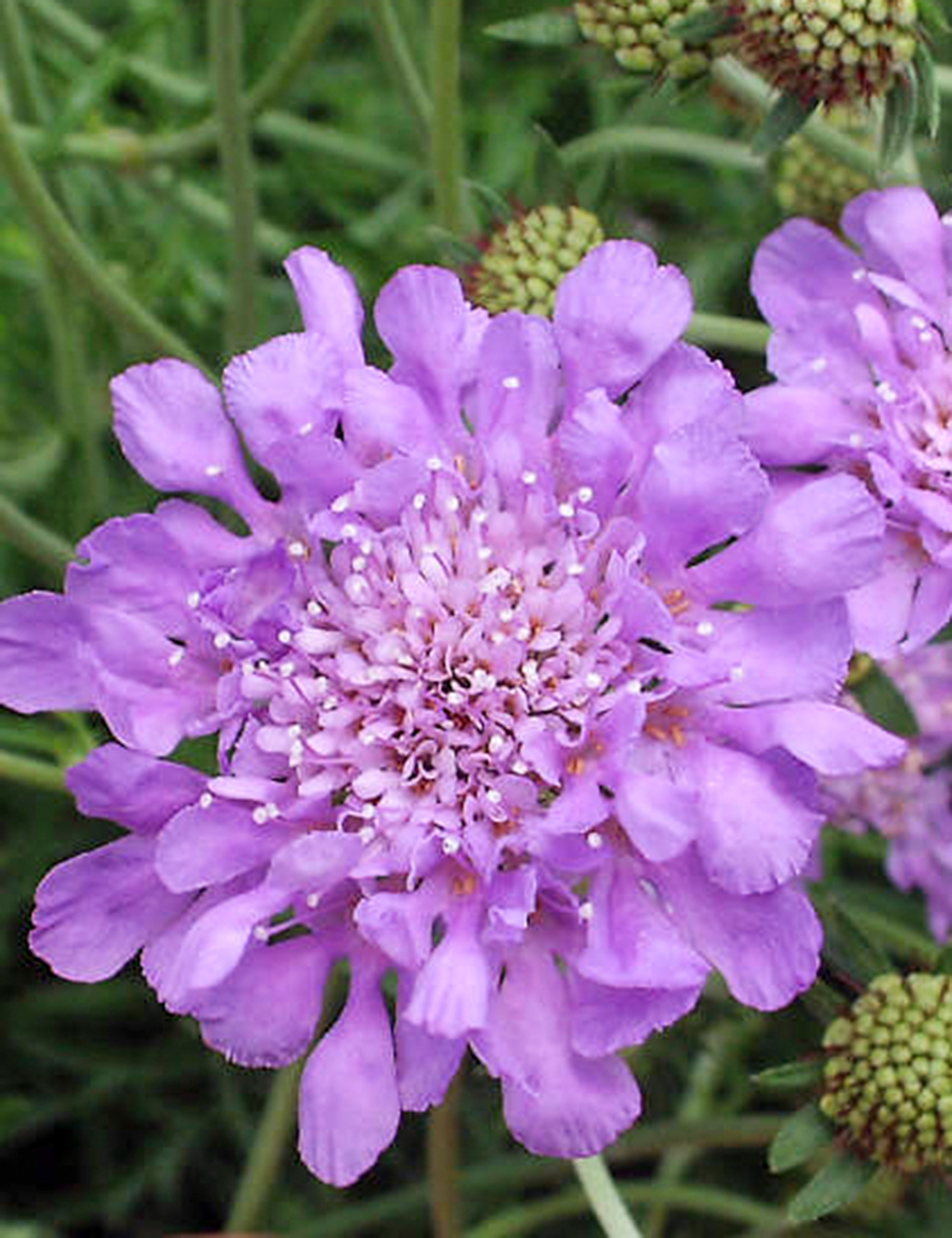 Scabiosa Butterfly Blue