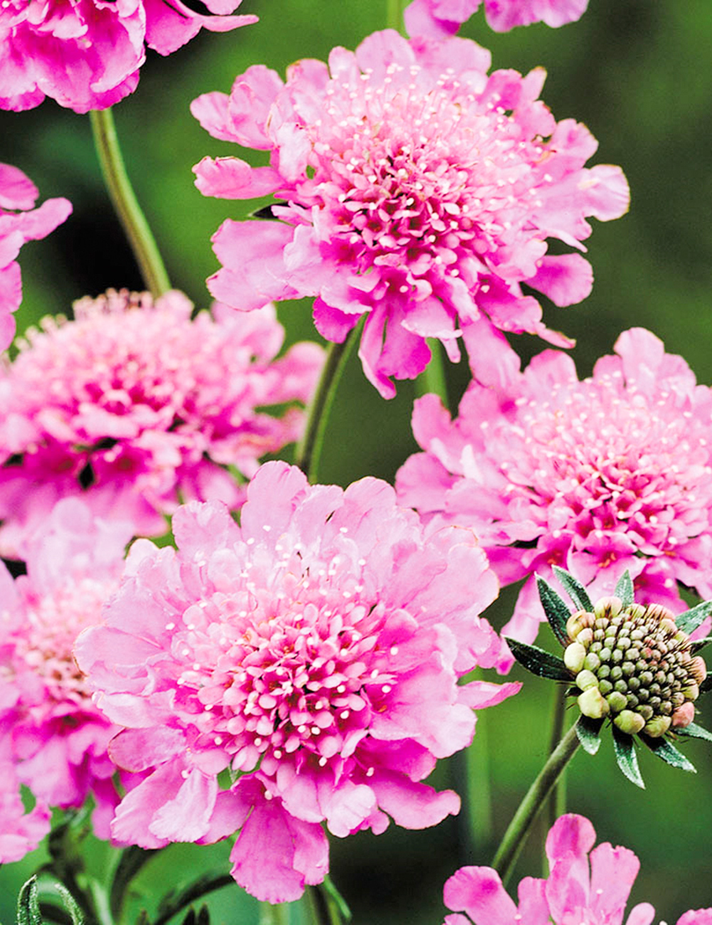 Scabiosa Twist Pink