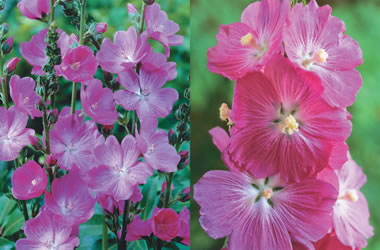 Sidalcea Collection