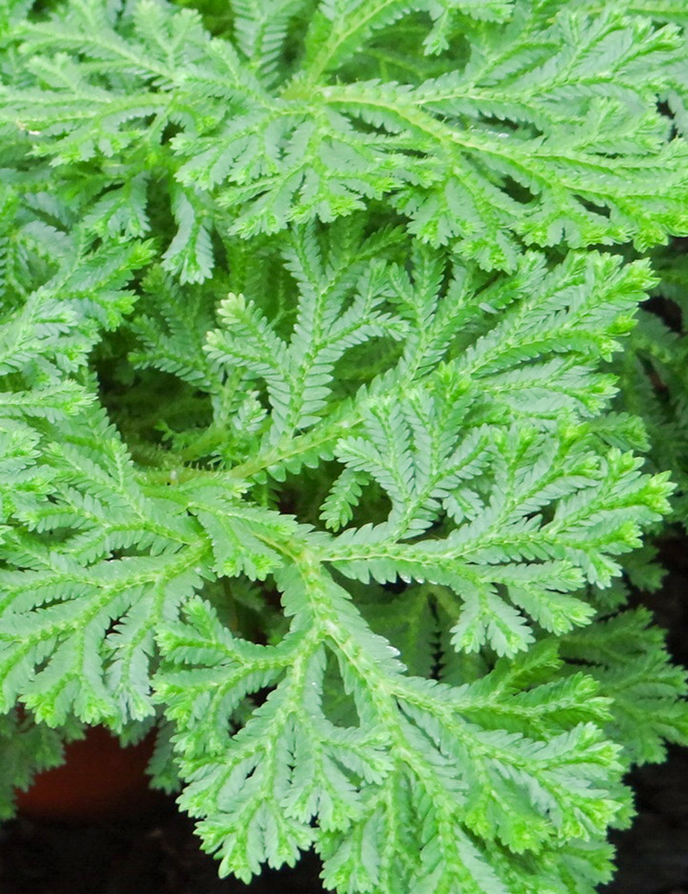 Selaginella Martens Moss