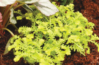 Terrarium Plant - Selaginella Aurea