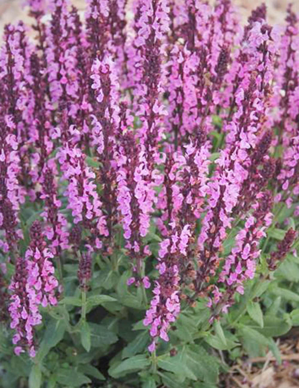 Salvia Rubin