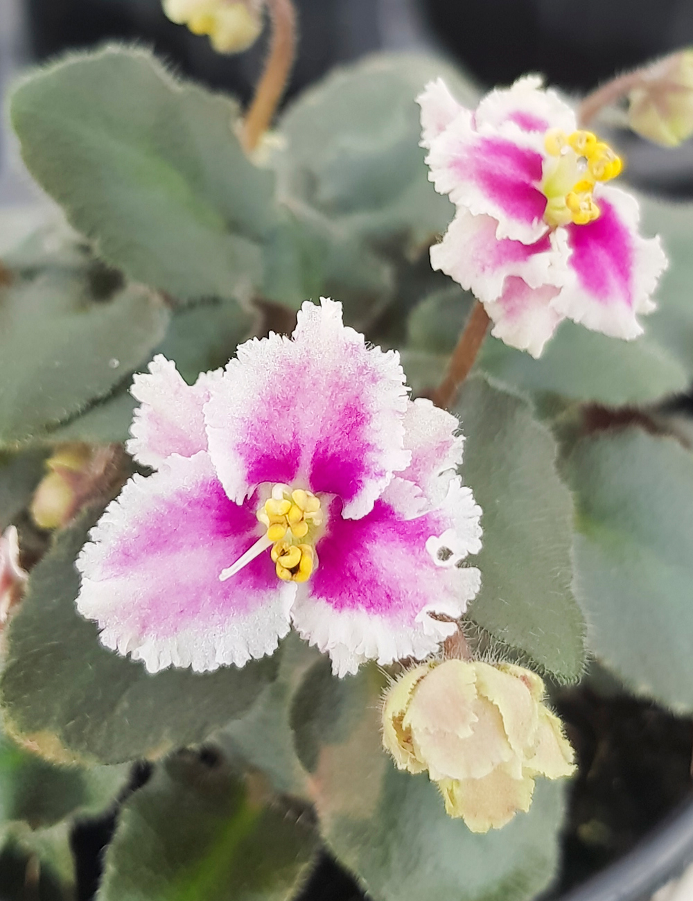 Miniature African Violet Rob's Boondoggle