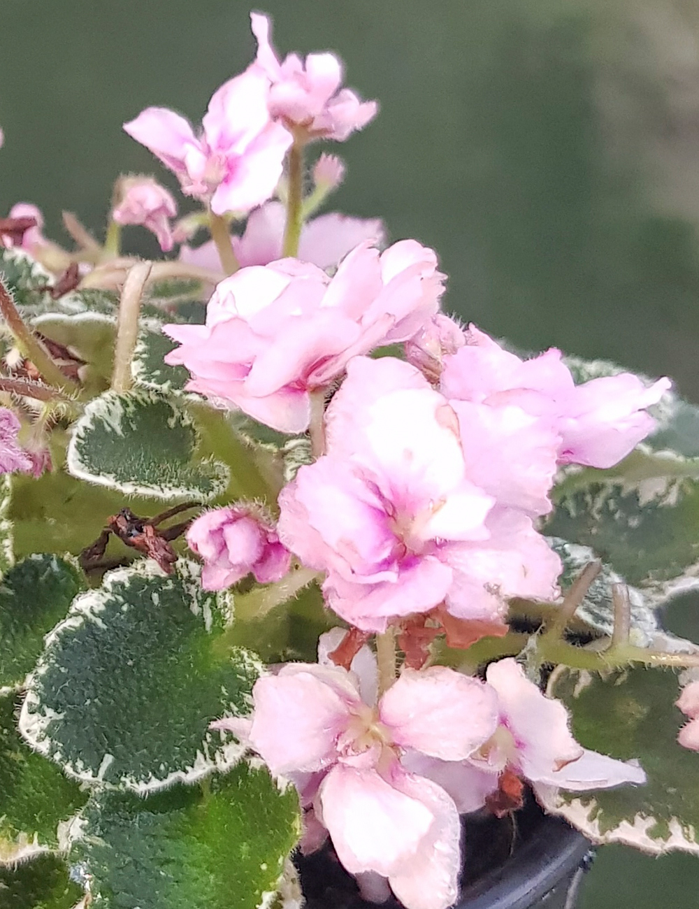 Miniature African Violet Rob's Bunny Hop