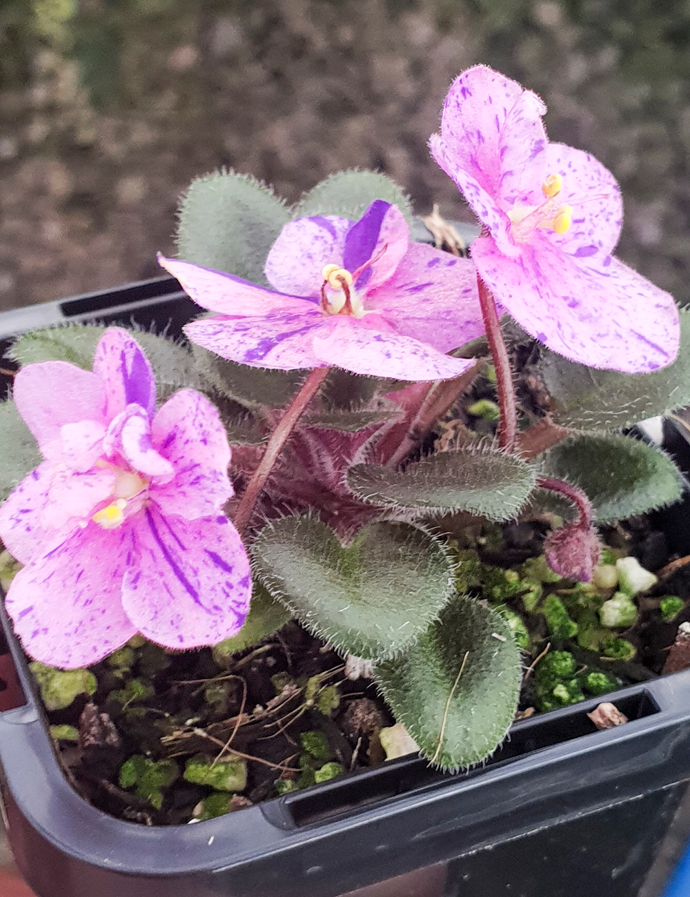 Miniature African Violet Rob's Calypso Beat