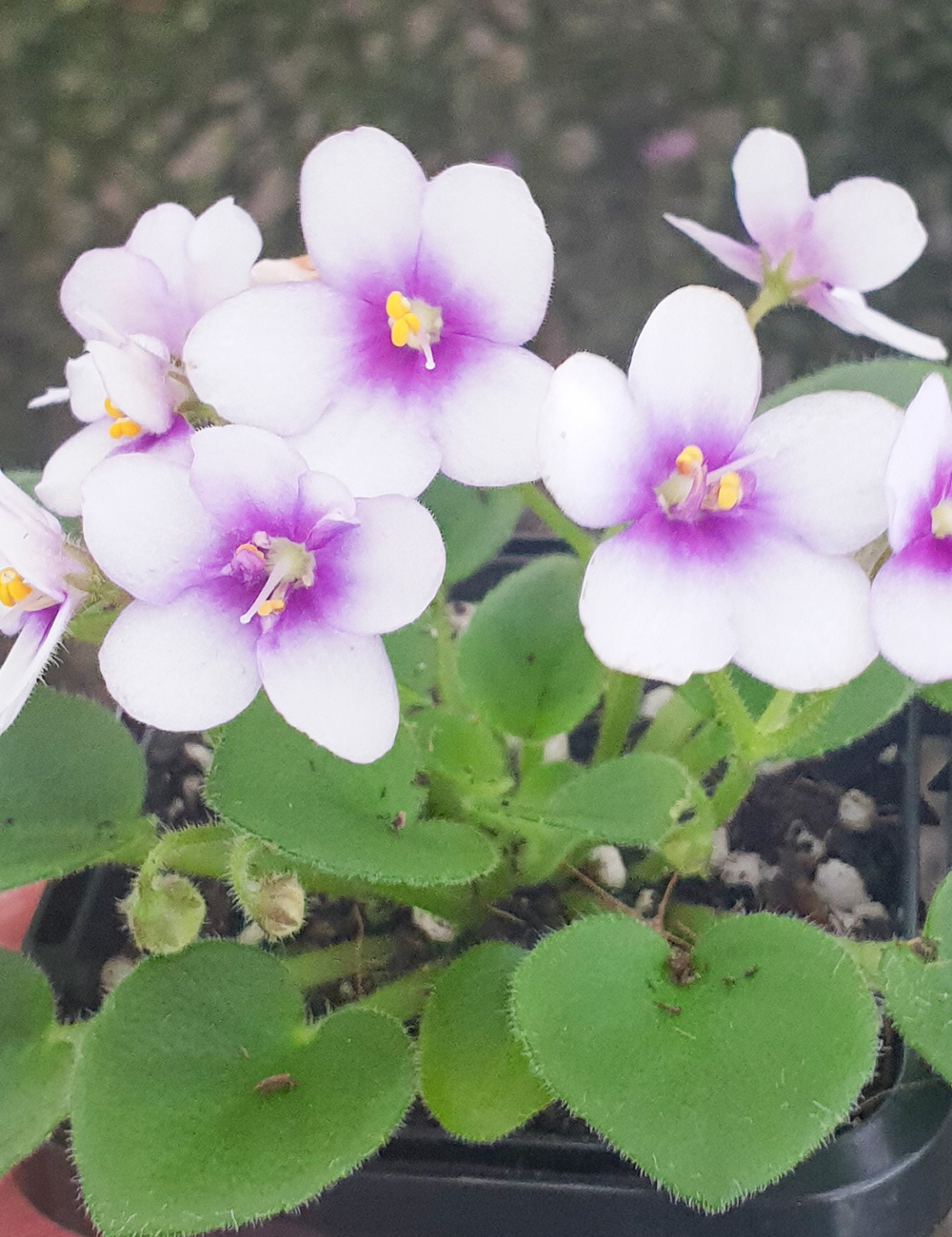 Miniature African Violet Rob's Penny Ante