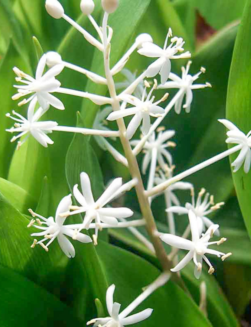 False Lily of the Valley