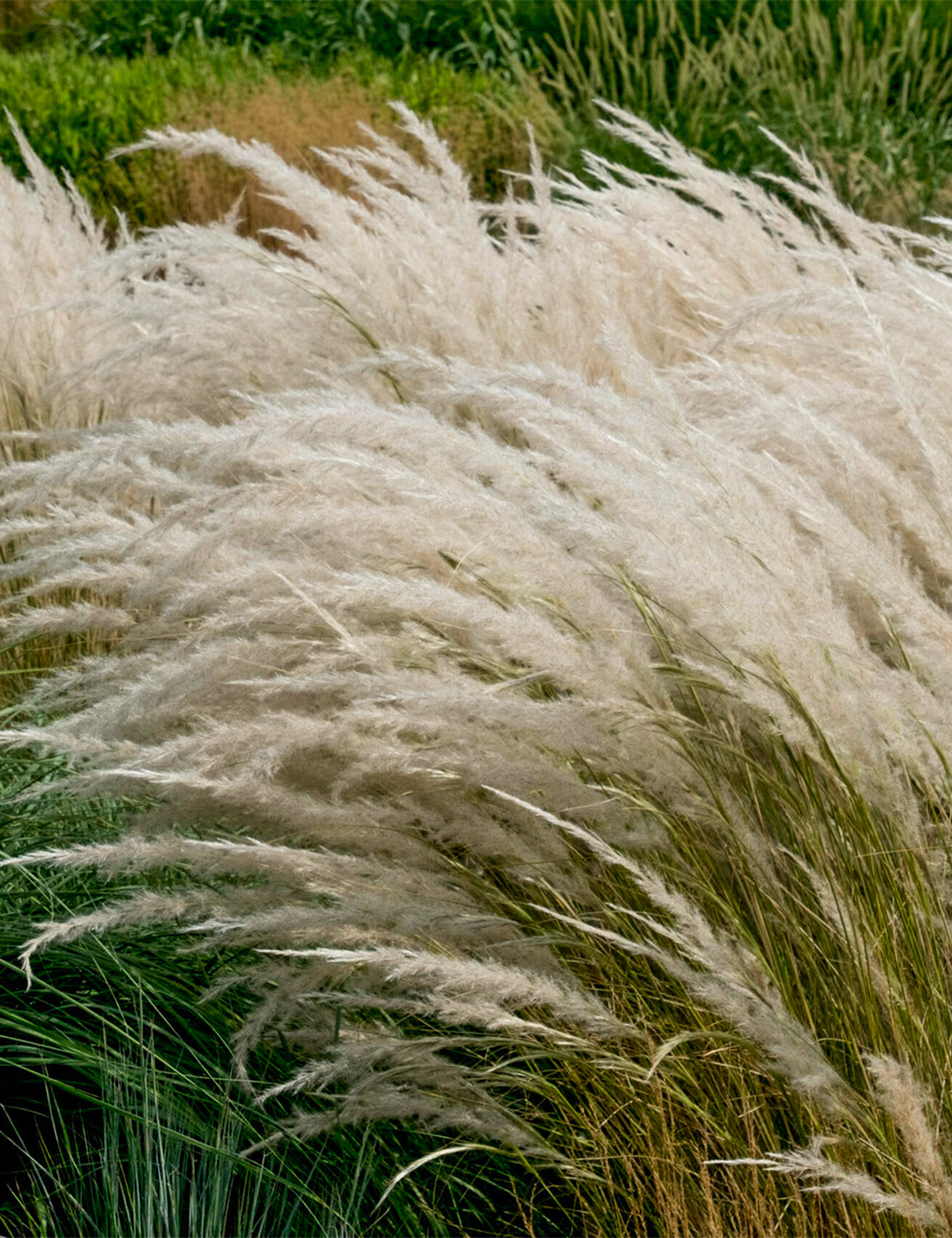 Peruvian Feather Grass Stipa ichu