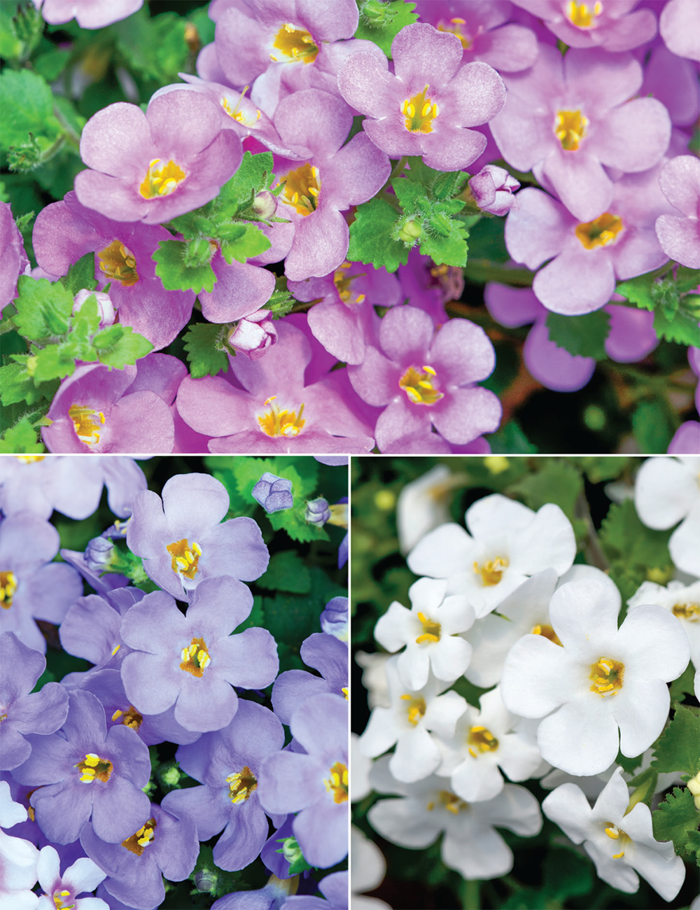 Bacopa Collection