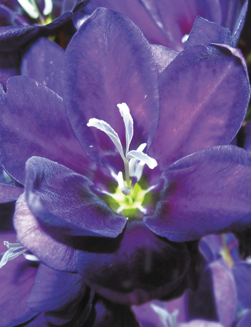 Sparaxis Purple Velvets