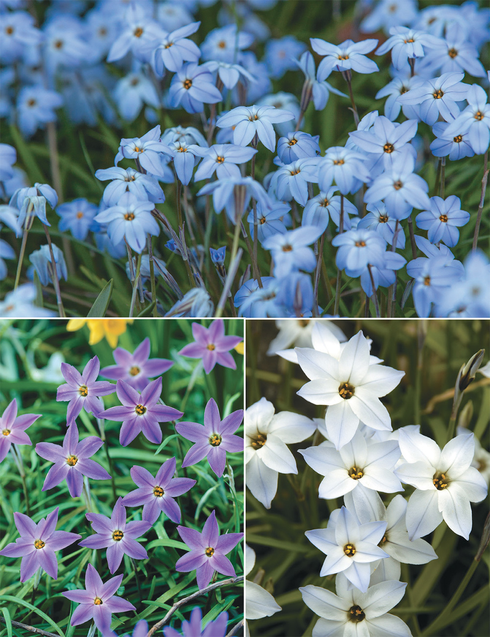 Spring Star Flower Collection