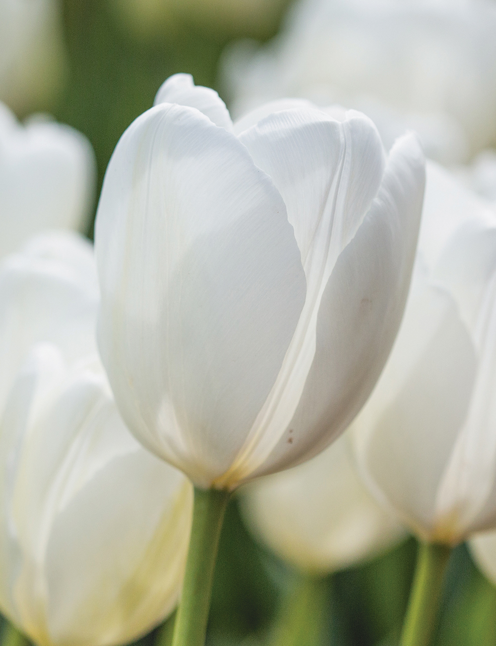 Bokassa Tulip 'White'